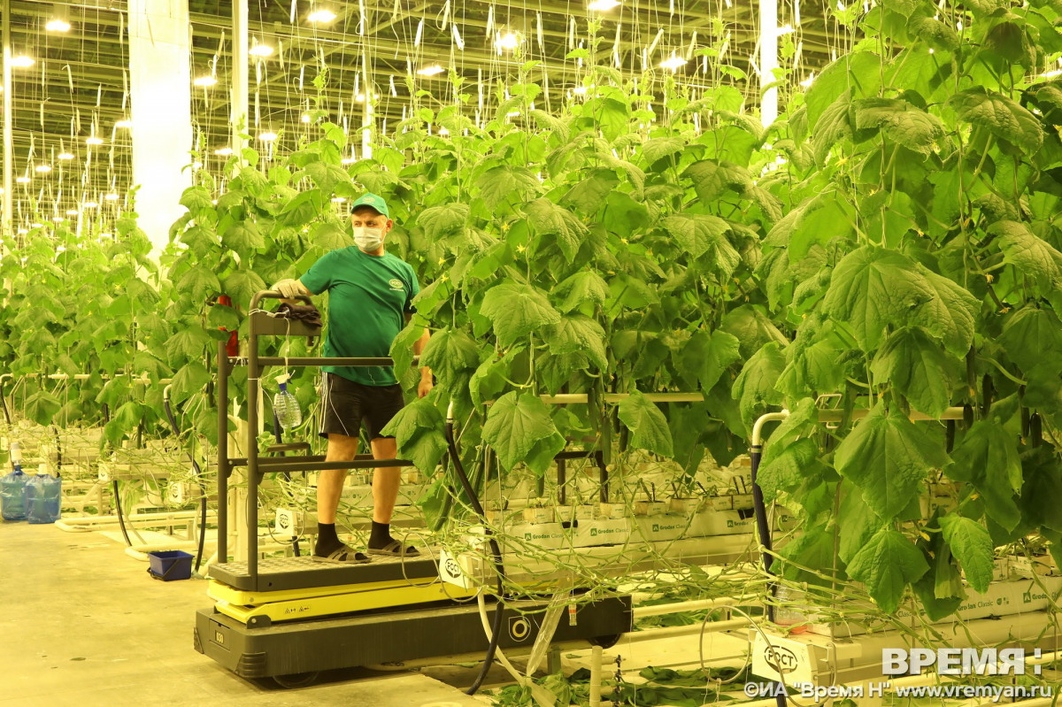 «Ужасный запах газом»: жители Бора снова жалуются на тепличный комплекс «Нижегородский»