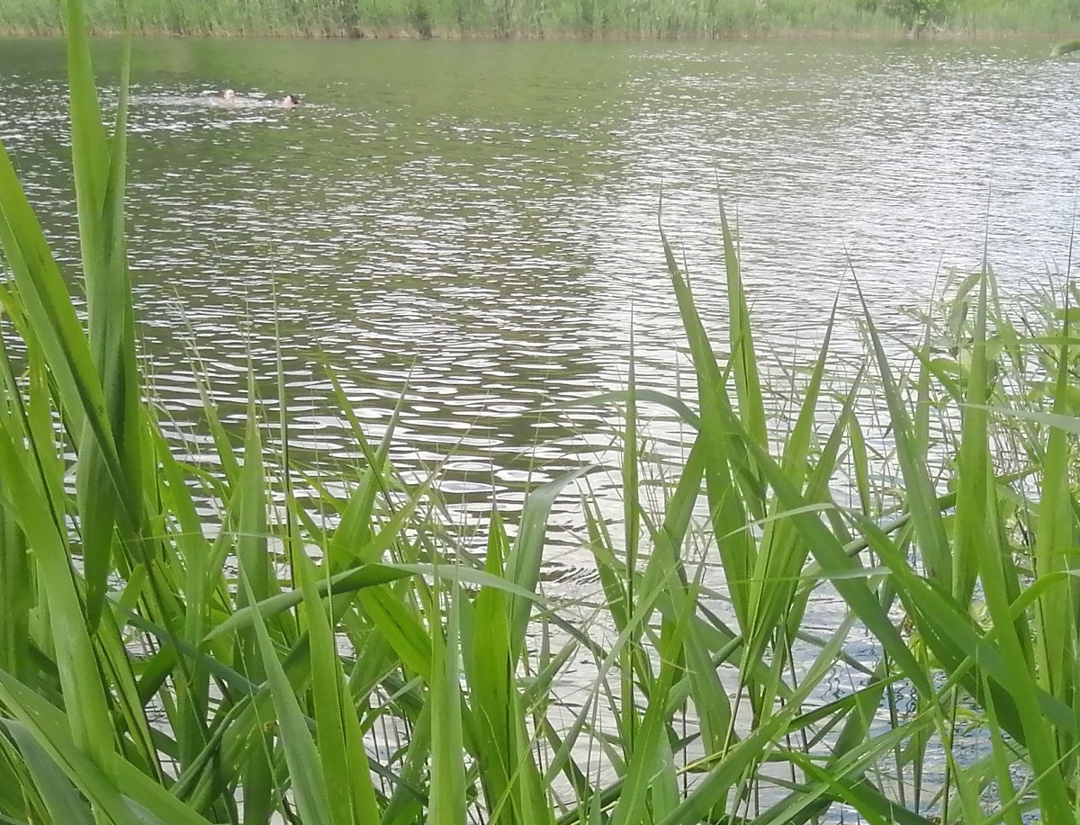 26-летний мужчина утонул на озере в Сергачском районе 9 июля