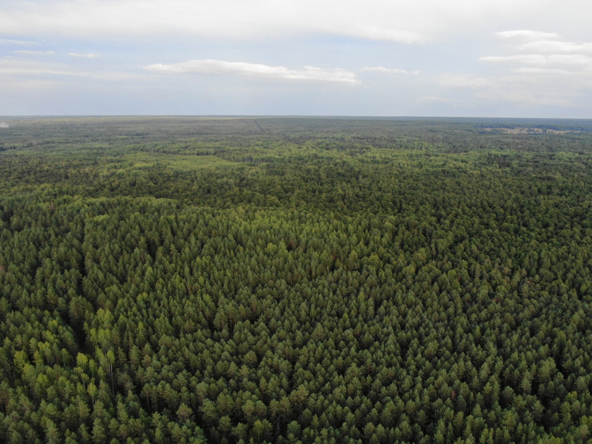Для защиты лесов от самовольных захватов в Нижегородской области установлены границы 17 лесничеств