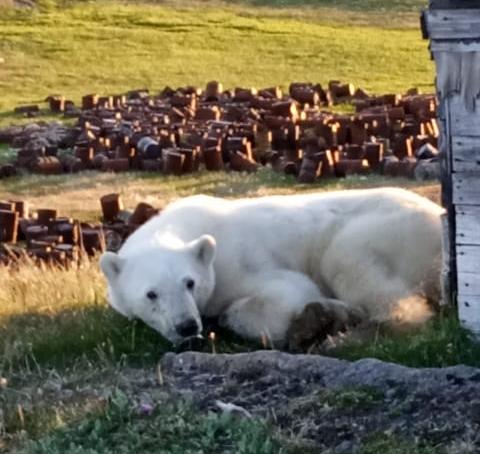 В Красноярском крае спасают белого медведя, в пасти которого застряла банка из-под сгущенки