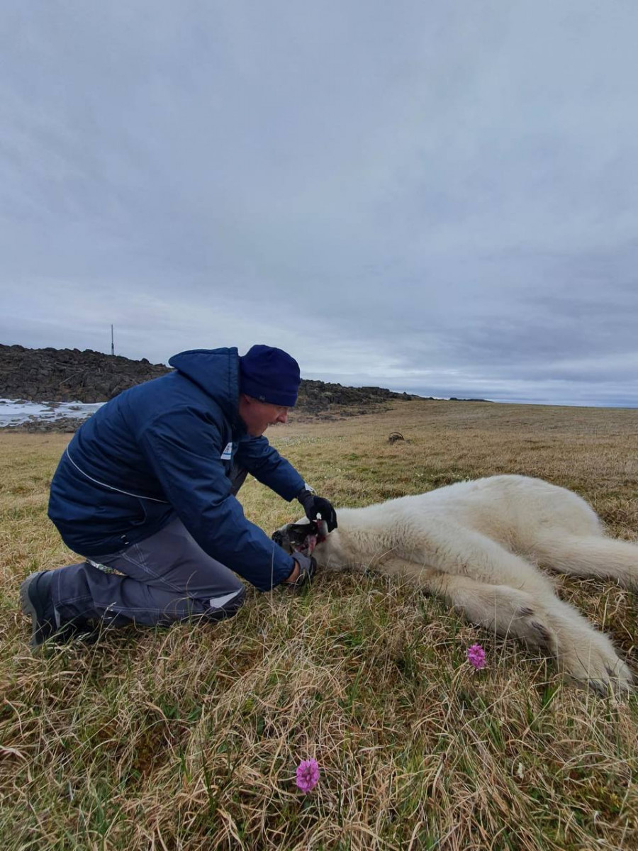 Белого медведя с застрявшей в пасти консервной банкой успели спасти
