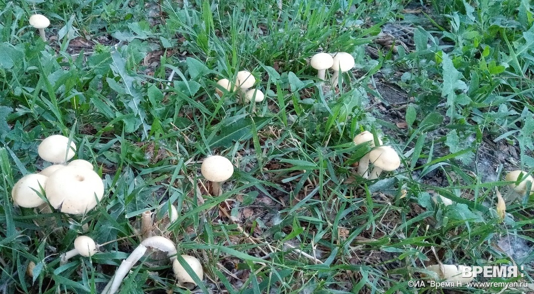 Десять человек отравились грибами в Сосновском районе