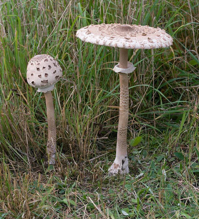 Появилась информация о состоянии отравившихся грибами нижегородцев