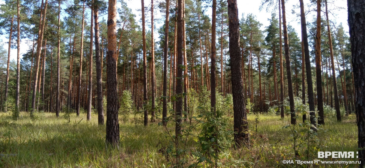 В Нижегородской области сформирован запас семян лесных растений