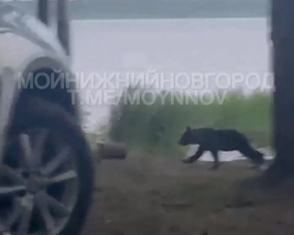Медвежонок напал на палатку нижегородцев, отдыхающих на Горьковском море