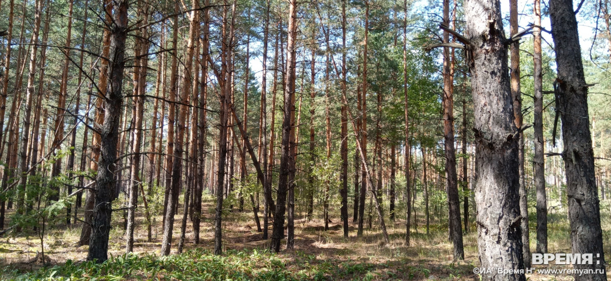 Лесной пожар в Воротынском районе продолжает уменьшаться