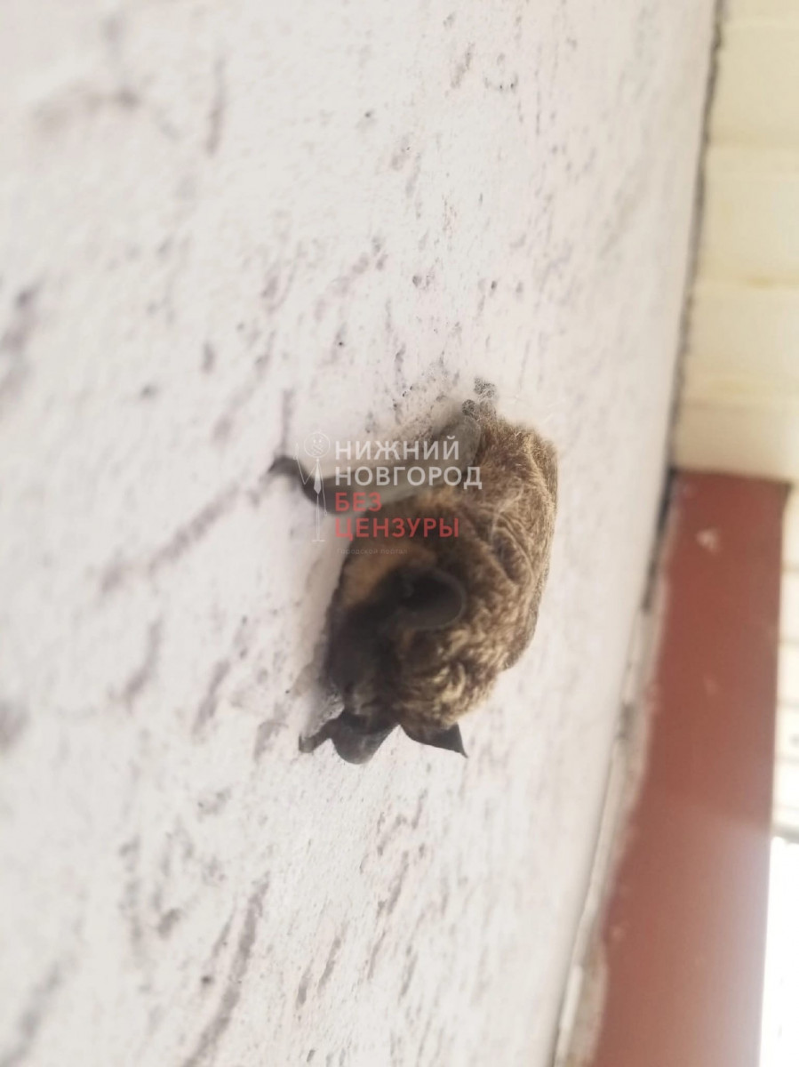 Летучая мышь проникла в квартиру многоэтажки в Нижнем Новгороде