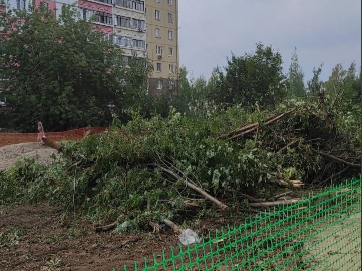 Нижегородцы пожаловались на вырубку каштанов и рябин в Верхних Печерах