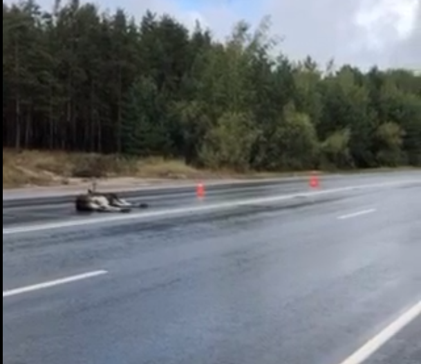 Автомобиль сбил лося в Нижнем Новгороде 8 сентября