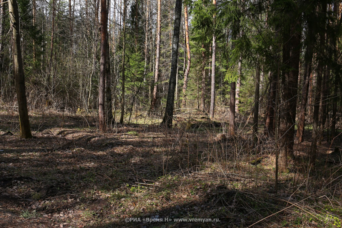 Чрезвычайная пожароопасность лесов сохранится в Нижегородской области до 14 сентября