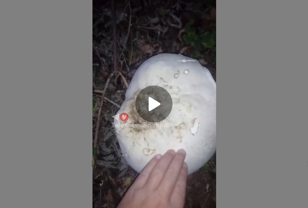 Житель Балахнинского района обнаружил в лесу поляну с гигантскими грибами