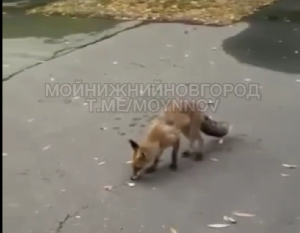Голодная лиса вышла к людям в Приокском районе Нижнего Новгорода