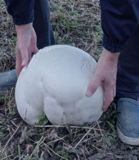 Гигантский гриб обнаружил в лесу житель Арзамаса
