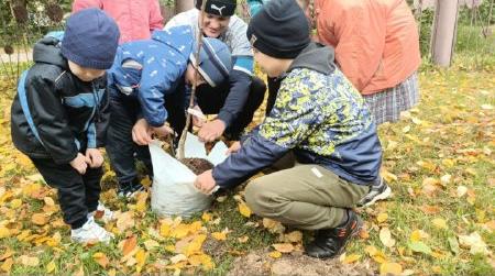 Новая грушевая аллея появилась в Нижнем Новгороде