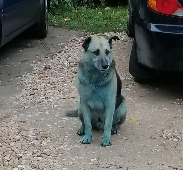 Стало известно, как собаки в Дзержинске получили голубой окрас шерсти