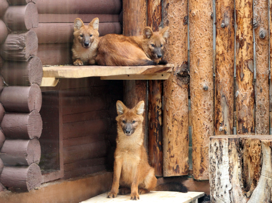 Красные волки поселились в нижегородском зоопарке «Лимпопо»