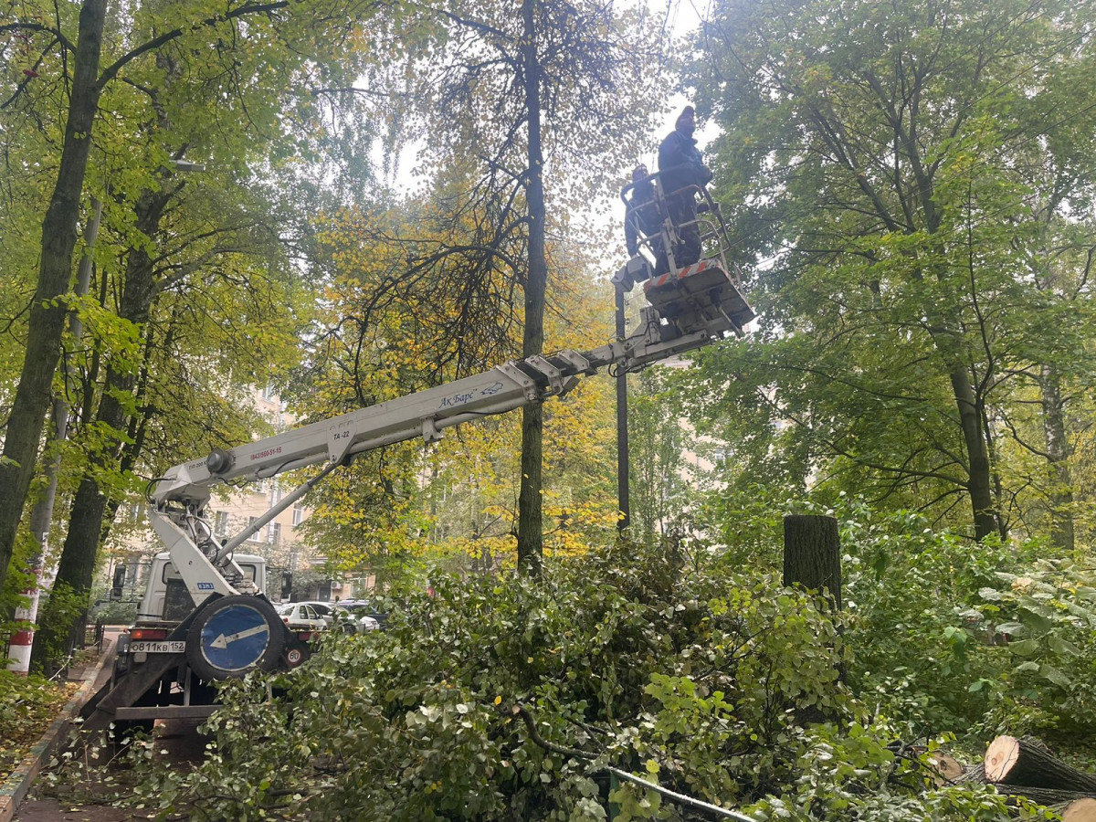Более 70 аварийных деревьев убирают в Приокском районе по просьбам жителей