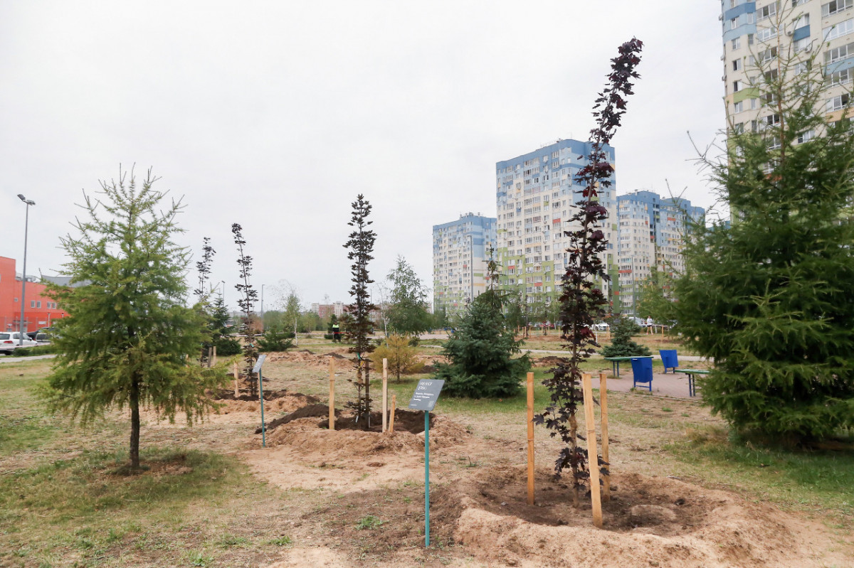 Именные деревья высадят на Аллее золотых юбиляров в Нижнем Новгороде
