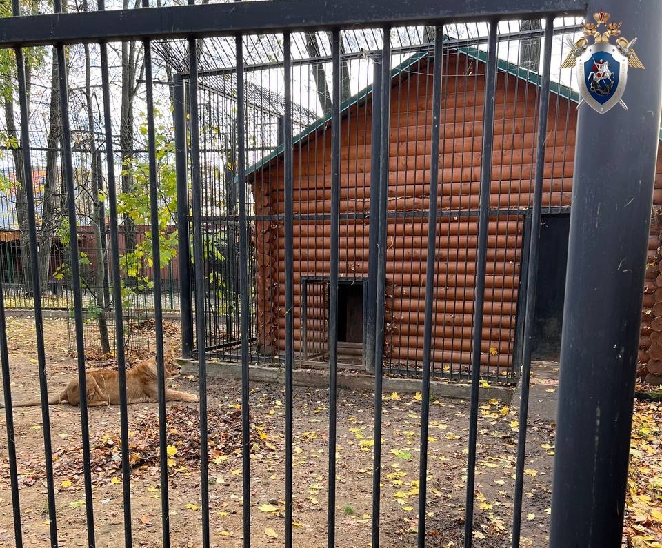 Уголовное дело завели из-за нападения львицы на сотрудницу Балахнинского зоопарка