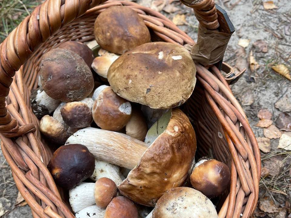 Глава нижегородского минкульта Суханова похвасталась собранными грибами