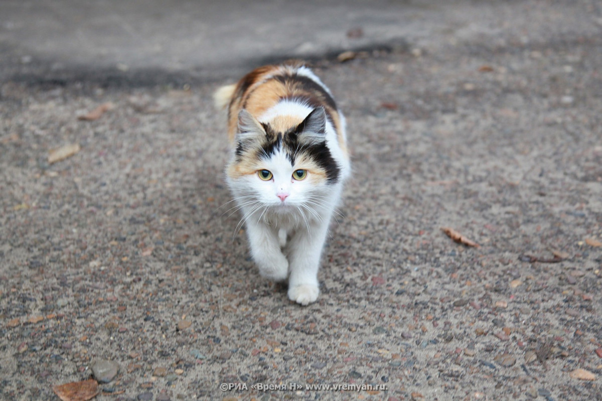 Зараженную бешенством кошку обнаружили в Воротынском районе