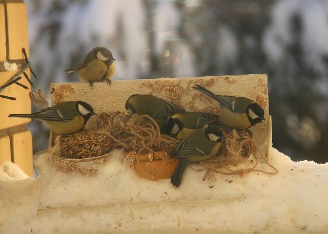 Природоохранная акция «Покормите птиц» проходит в Нижегородской области