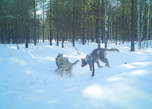 Вознаграждение за добычу волка в Нижегородской области увеличено