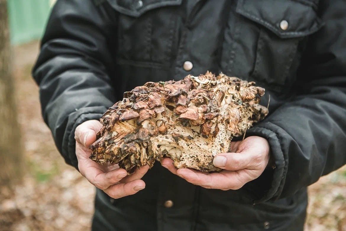 Краснокнижный гриб-барабан нашли в нижегородском парке «Швейцария»