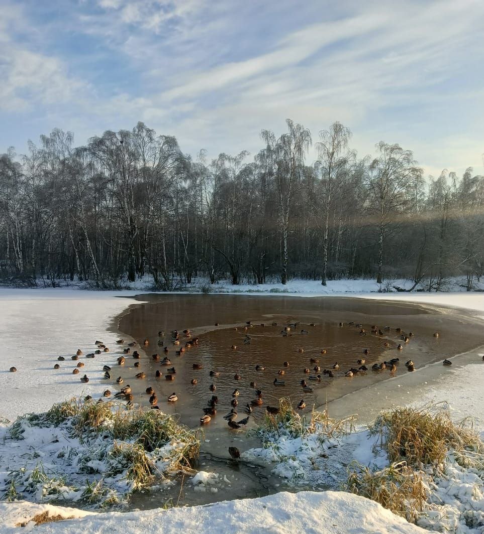 Более 100 уток остались зимовать в Нижнем Новгороде