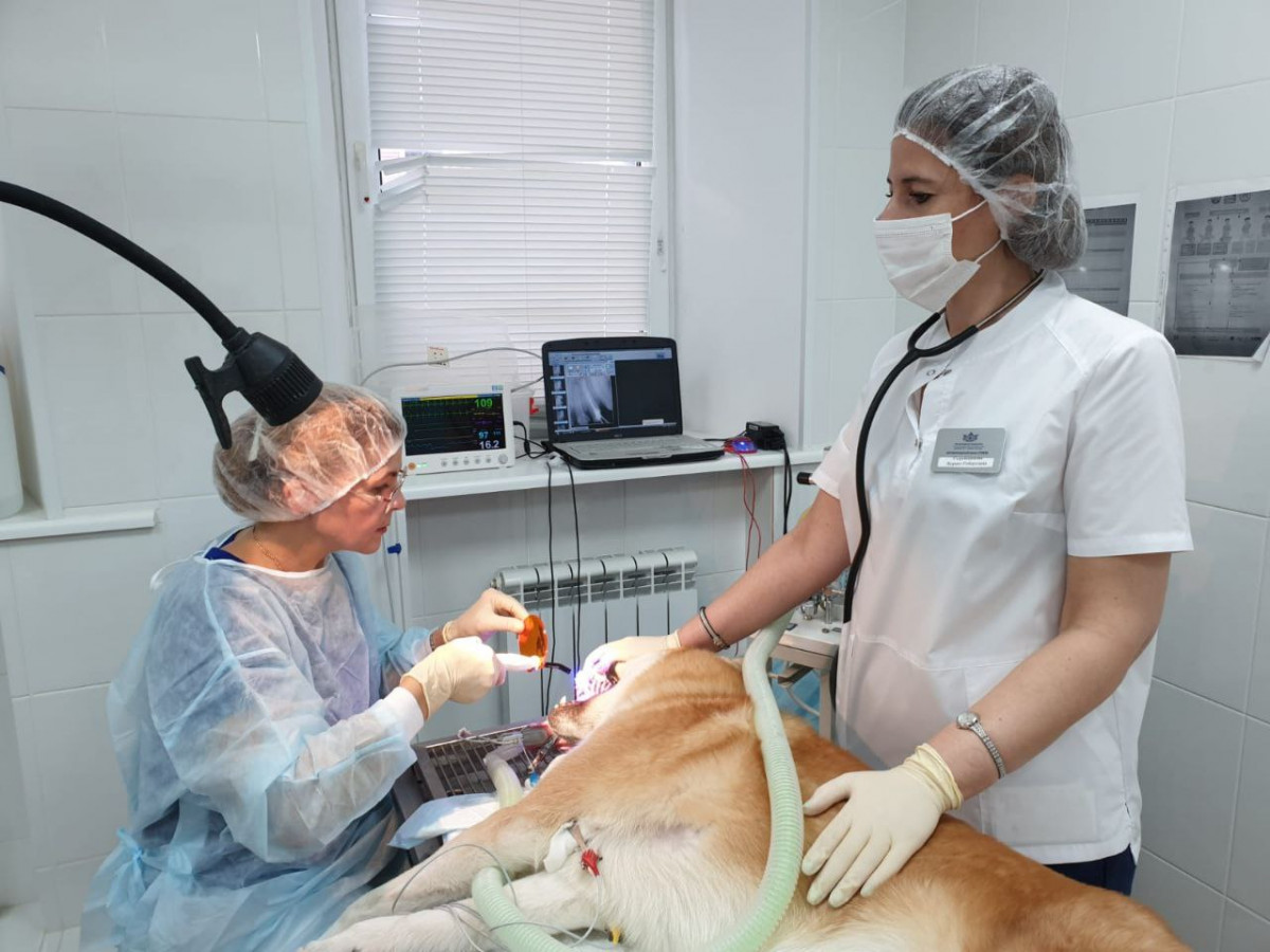 Более двух тысяч стоматологических услуг оказали нижегородские специалисты домашним питомцам в 2022 году