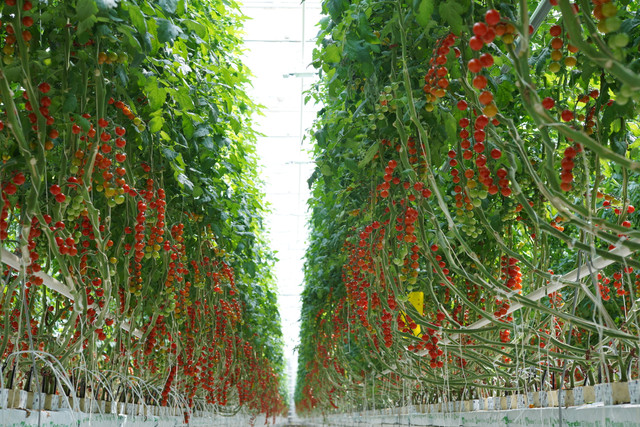 Как продукция из ТК «Нижегородский» способствует удержанию роста цен на овощи в области