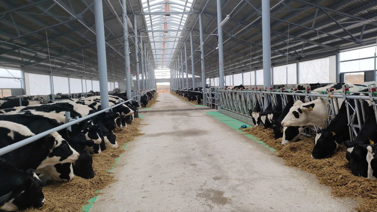 15 животноводческих ферм введены в эксплуатацию в Нижегородской области в 2022 году