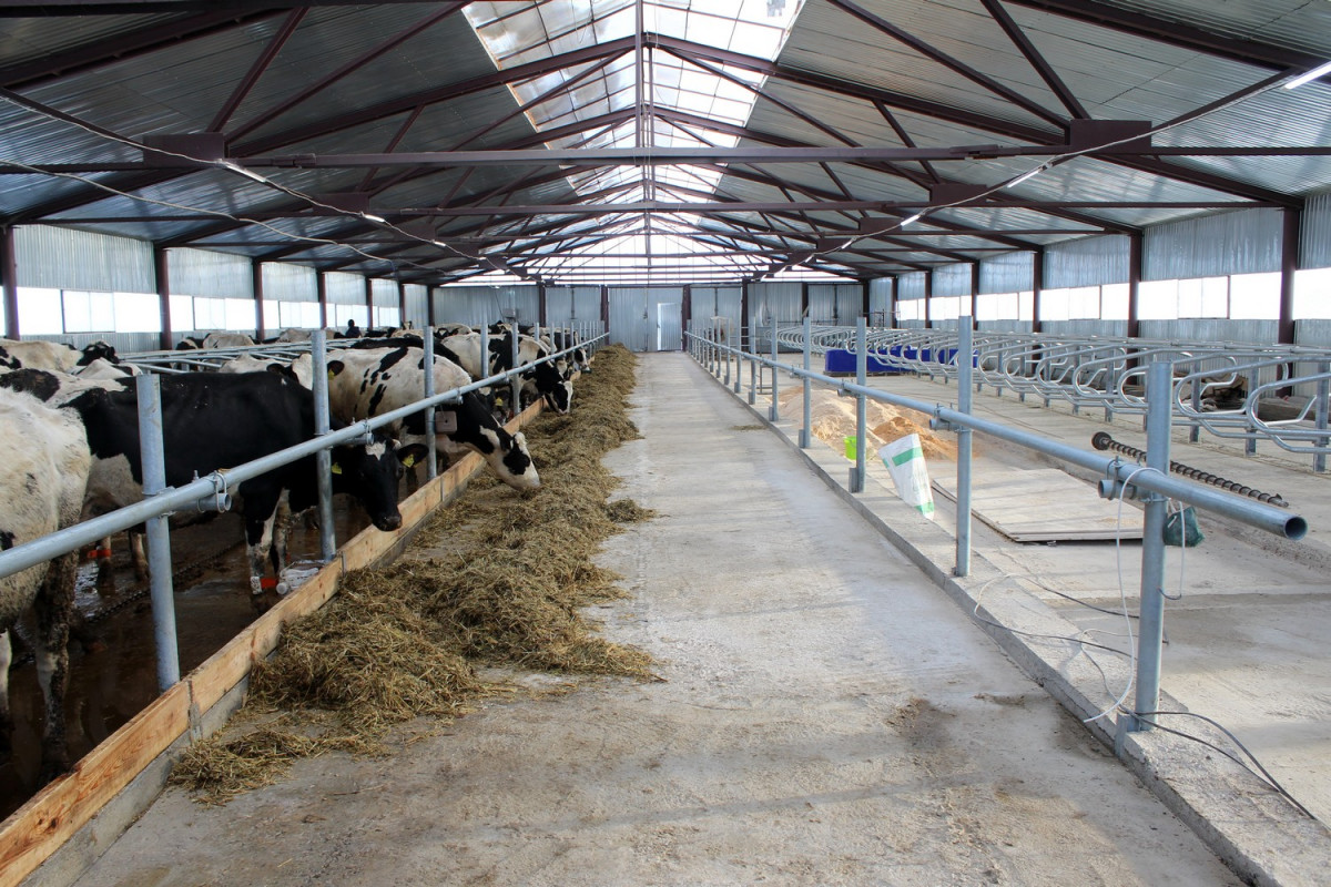 Роботизированную ферму на 140 молочных коров открыли в Арзамасе