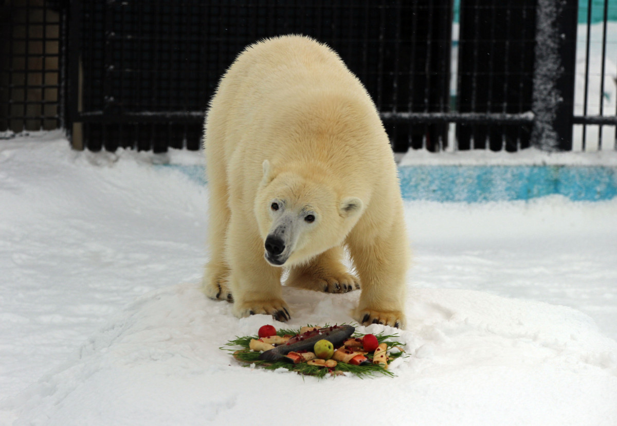 В нижегородском «Лимпопо» отпраздновали День белого медведя и проводили зиму