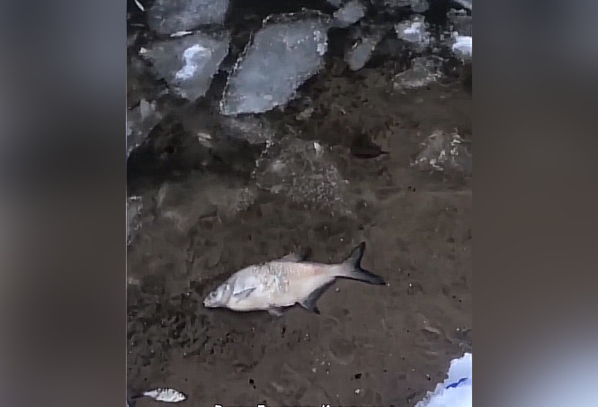 Замор рыбы произошел в одном из водоемов Дзержинска