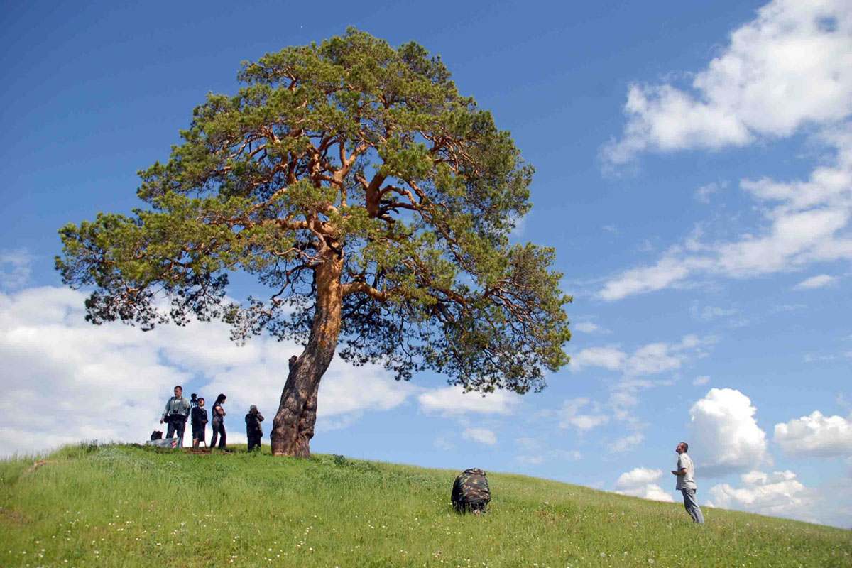 Нижегородцев приглашают к участию в фотоконкурсе «Деревья — памятники живой природы»