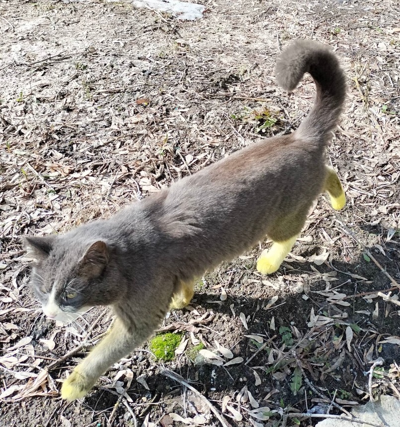 «Желтого» кота заметили на одной из улиц Дзержинска