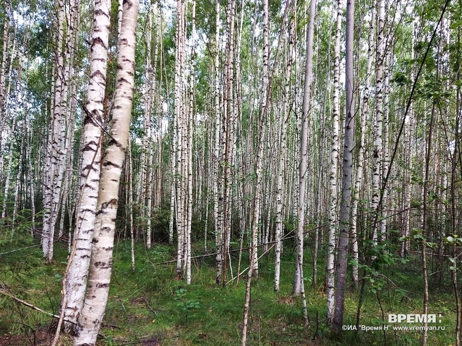 Воробьев: фитосанитарная обстановка в нижегородских лесах за последние пять лет заметно улучшилась