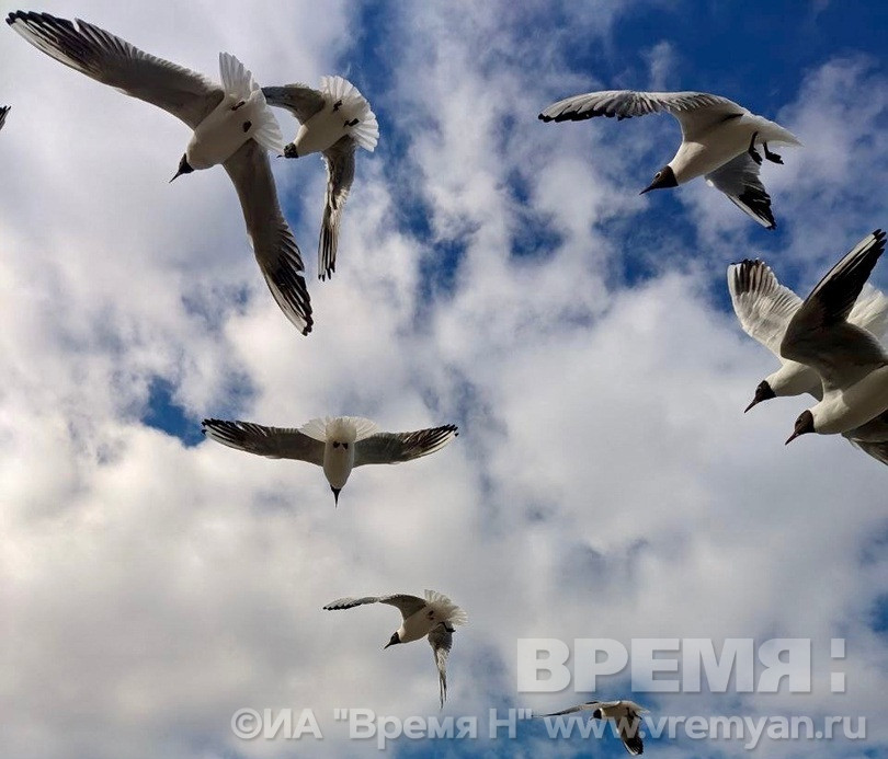 Заморозки до -6 ожидаются в Нижегородской области к выходным