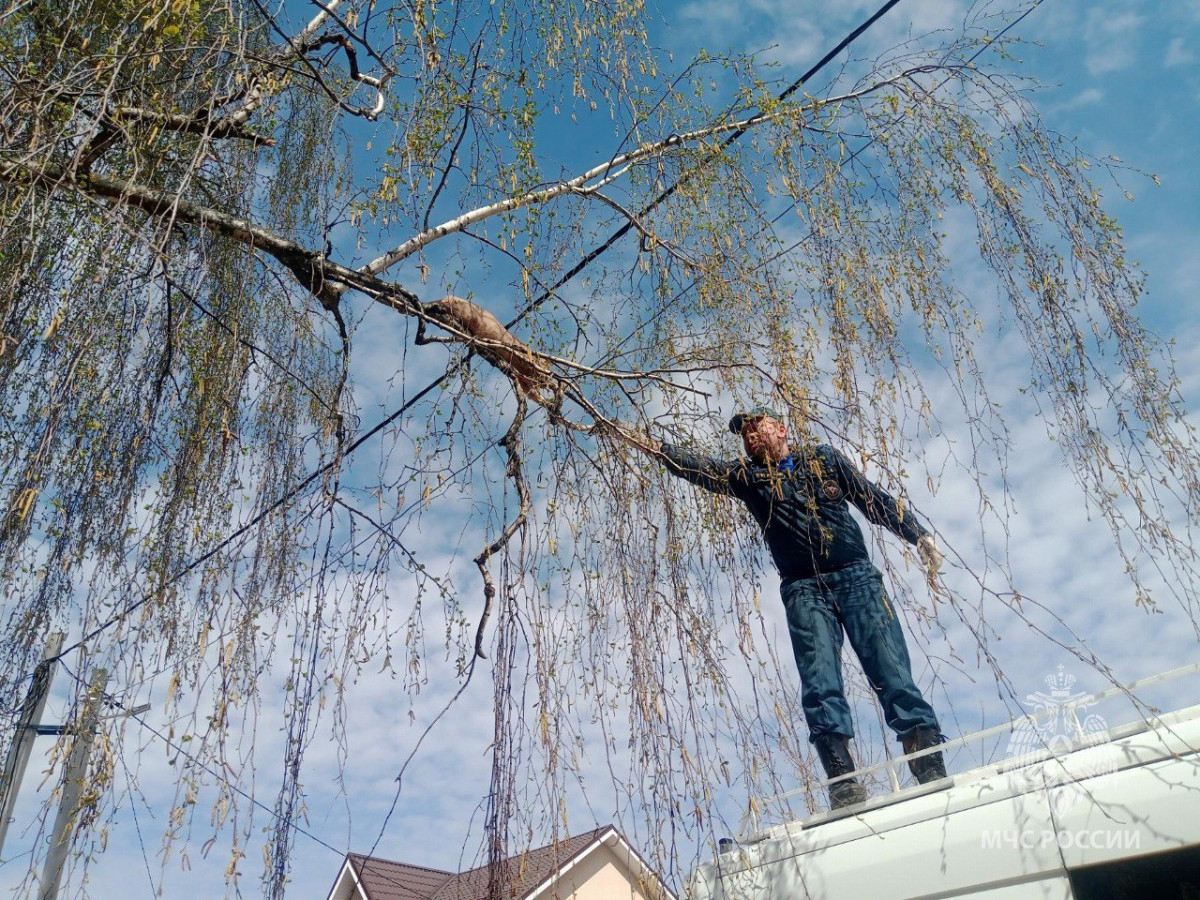 Нижегородские спасатели помогли жительнице Бора снять кота с дерева