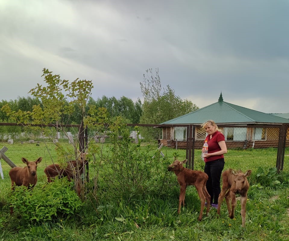 В Нижегородской области спасли четырех лосят, оставшихся без матери