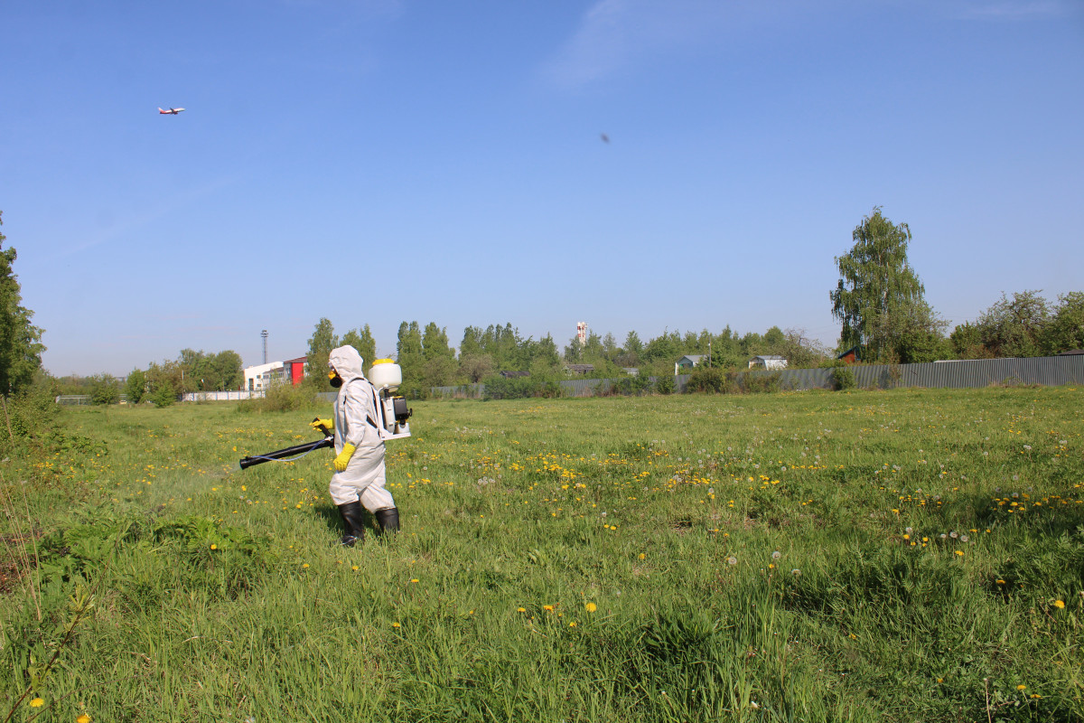 Гербицидная обработка от борщевика ведется в Нижнем Новгороде