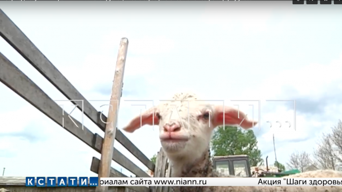 Нижегородский фермер, получивший грант в 14 миллионов рублей, устроил концлагерь для животных