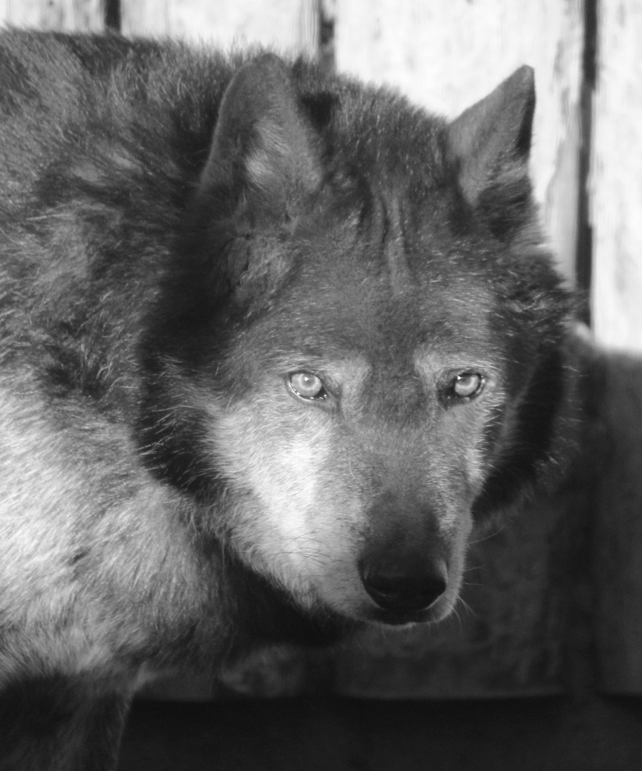 Канадский волк Блэк умер в нижегородском зоопарке «Лимпопо»