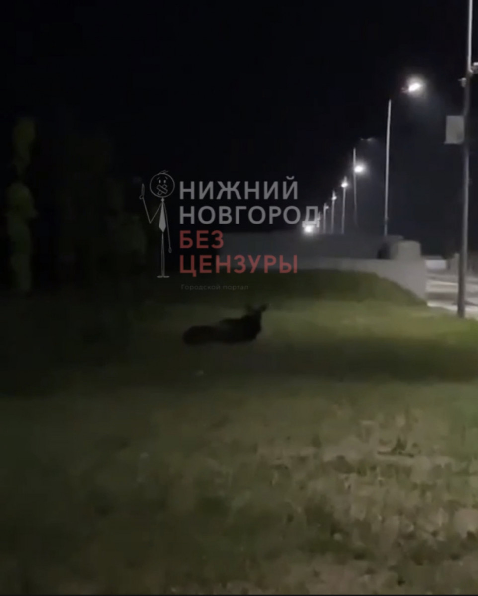 Лось выбежал на дорогу на Гребном канале в Нижнем Новгороде