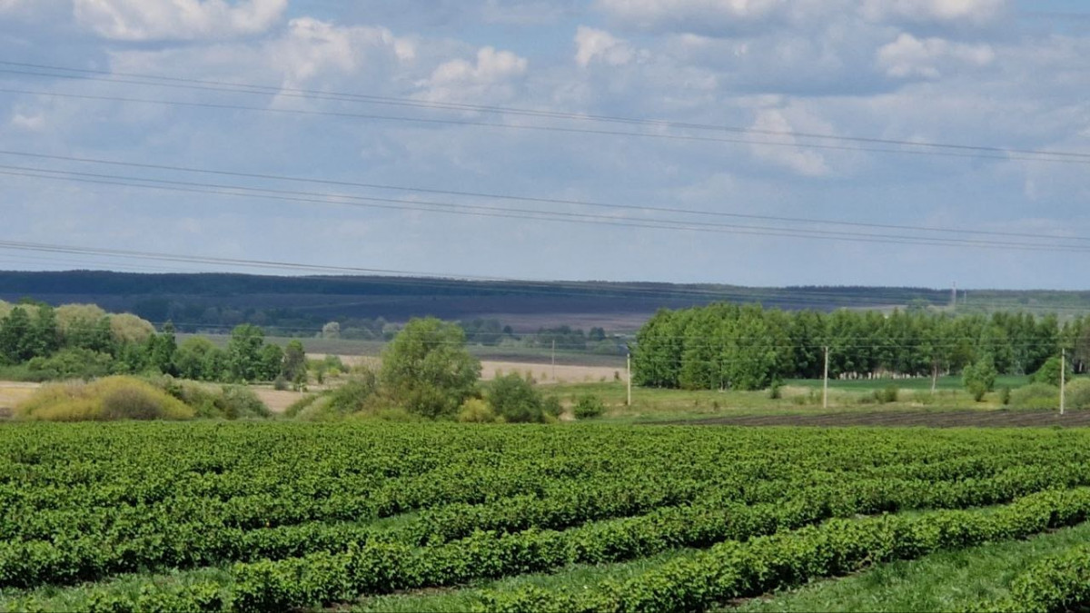 Первый промышленный урожай смородины соберут в Большеболдинском округе летом