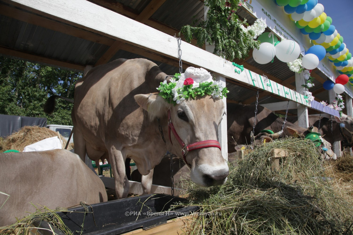 Нижегородские аграрии приступили к заготовке кормов для сельхозживотных