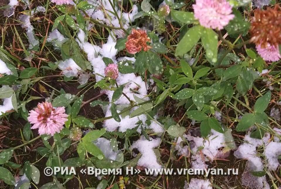 Заморозки до -3 ожидаются в Нижегородской области 12 июня ...