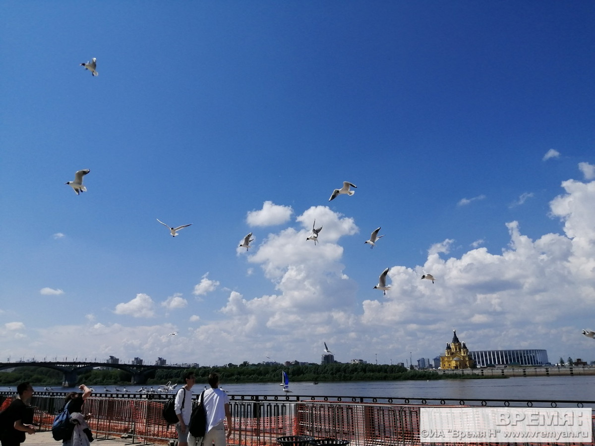 Новая вспышка гриппа птиц зафиксирована в Нижегородской области