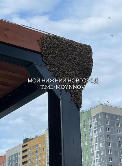 Рой пчёл оккупировал детскую площадку в ЖК «Анкудиновский парк»